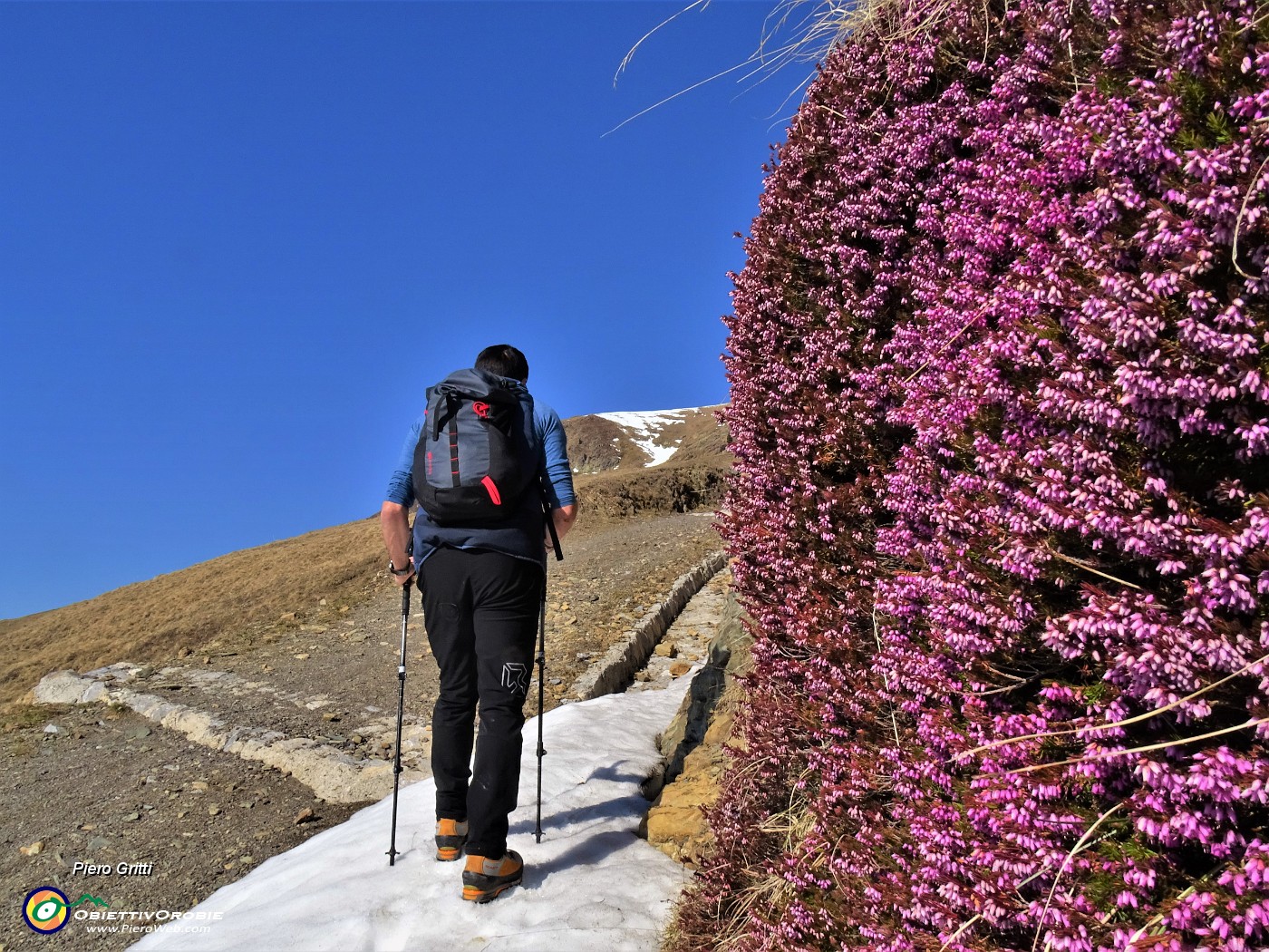 15 Erica in piena fioritura.JPG